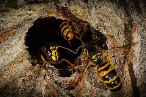 How To Eliminate Wasps From Your Home And Garden Gardeners Path
