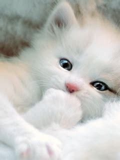 Big eyes, cute little noses, adorable whiskers… they're full of furry cuteness. 30 Most Adorable and Cutest Cat Photos Collection - Vote ...