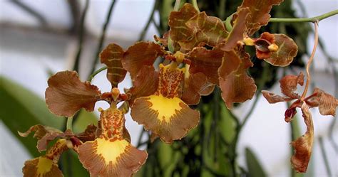 Grow And Care Oncidium Forbesii Orchid Forbes Oncidium Travaldos Blog