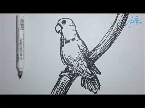 Kumpulan gambar burung cendrawasih sketsa. Sketsa Gambar Burung Lovebird - Contoh Sketsa Gambar
