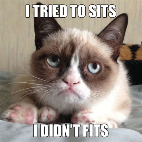 30 Hilarious Grumpy Cat Meme Images And Funny Pictures