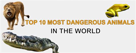 Top 10 Most Dangerous Animals In The World Stylish Lion
