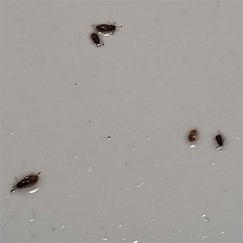 Trending Tiny Black Bugs In Bathroom Sink Review