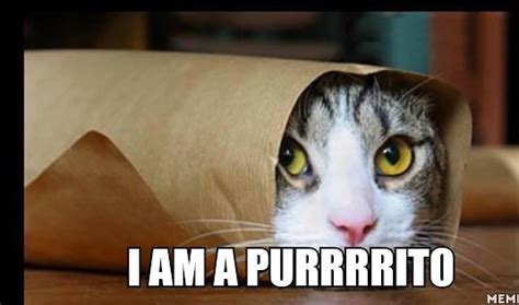 Ahahah Animals Burrito Cat Food Funny Hilarious I Am Lol Purr