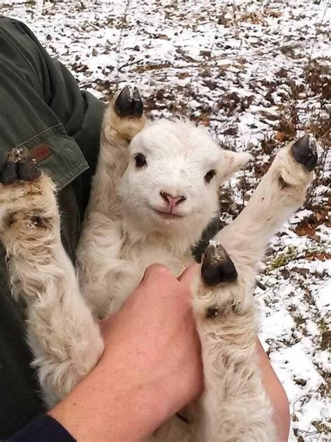 Angry Baby Goat