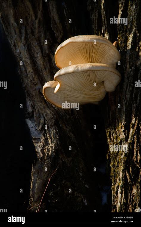 Fungi Growing On A Tree Near Lansing Mi Usa Stock Photo Alamy