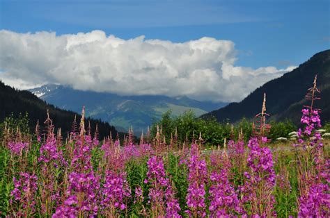 Alaskan Wild Flowers With Mountains Smithsonian Photo Contest