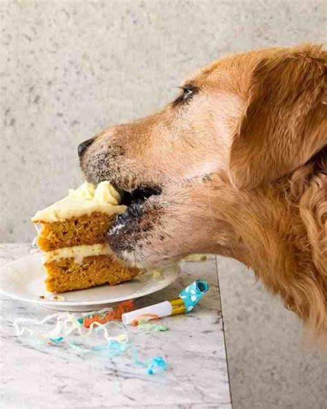 Pin On Cakes For Dogs