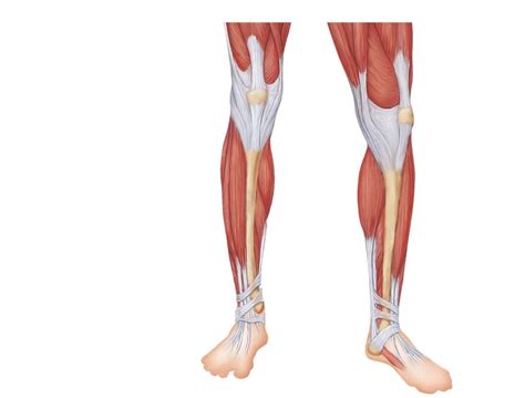 Muscle Diagram Review Anterior Legs Diagram Quizlet