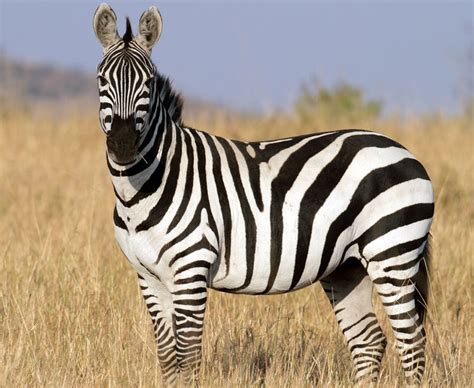 Top 15 Must See Wild Animals On Safari In Africa