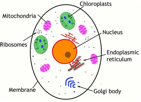 Eukaryotes are organisms whose cells contain a nucleus ('eu' = good / true ; Cell Structure - ScienceAid