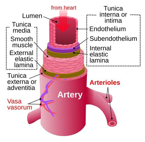 Arteries transport blood away from the heart. What Are Arteries, Veins And Capillaries? » Science ABC