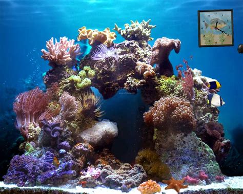 Pin By Kay On Awesome Reef Aquarium Saltwater Fish Tanks Reef Tank
