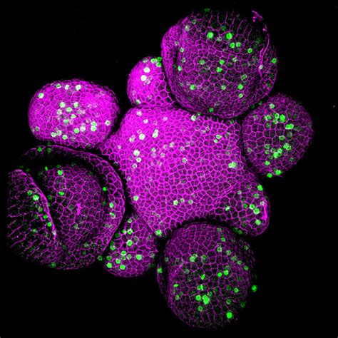 Confocal Microscopy Image Of A Image Eurekalert Science News Releases