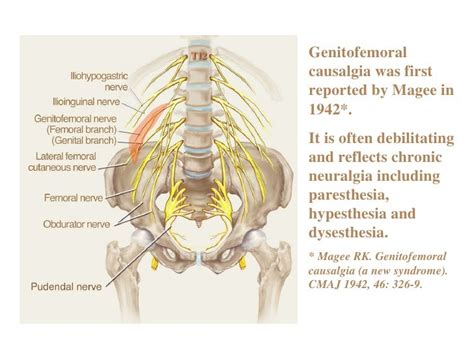 Anatomy And Related Etiology Of Groin Pain