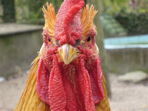 Cock Chicken · Free Photo On Pixabay