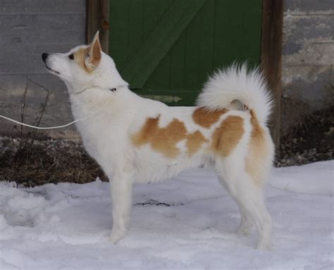A Brown And White Dog Standing In The Snow