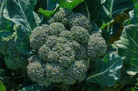 When To Plant Broccoli For Fall Harvest The Perfect Timing
