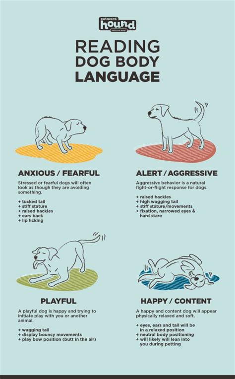 How To Speak Dog By Understanding Canine Body Language Furtropolis