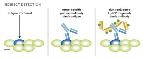 multiplex if using conjugated antibodies cell signaling technology