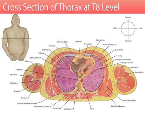 Cross Section Of The Thorax At Thoracic Vertebrae On Behance