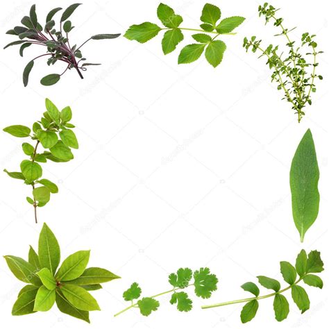 Herb Leaf Border — Stock Photo © Marilyna 2036540