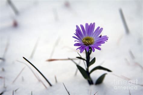 Purple Flower In Snow Photograph By Becca Francis Fine Art America