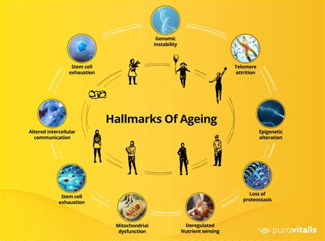 Top Hallmarks Of Aging And How To Affect Each Of Them Purovitalis