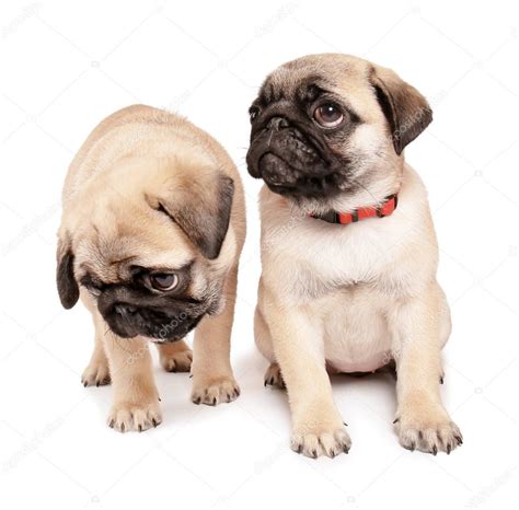 Check spelling or type a new query. Cute pug puppies on white background — Stock Photo © belchonock #184713966