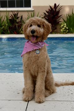 An english teddy bear goldendoodle is a hybrid breed between a poodle and an english creme golden retriever. 293 Best Goldendoodles images in 2020 | Goldendoodle, Doodle dog, Labradoodle
