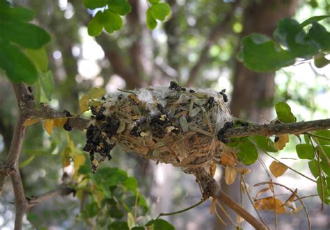 Identify a hummingbird by its picture or name: Hummingbird nest pictures - Anna's Hummingbird nest over time
