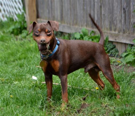 The Miniature Pinscher The King Of The Toys Pethelpful