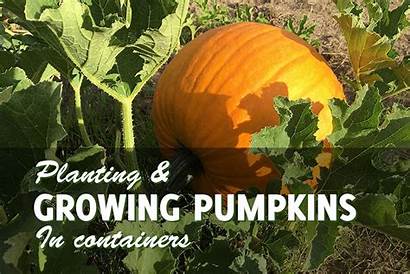 Pumpkins Growing Containers