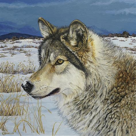 Prairie Watch Timber Wolf Painting By Laara Cassells Fine Art America
