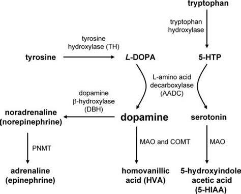 Pathways For Synthesis Of Dopamine Noradrenaline Adrenaline And Download Scientific Diagram