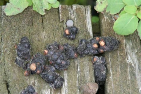 Raccoon Poop 101 Identification And Dangers With Pictures
