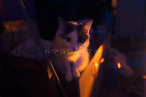 Scared Cat In Contrast Light Stock Photo Image Of Contrast Cutecat
