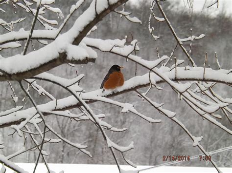 A Robin In The Snow Snow Bird Robin Glory In The Snow Winter