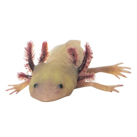 Leucistic Axolotl Ambystoma Mexicanum Petco Lupon Gov Ph