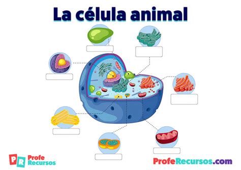 Célula Animal Y Célula Vegetal Anatomía Estructura Y Partes