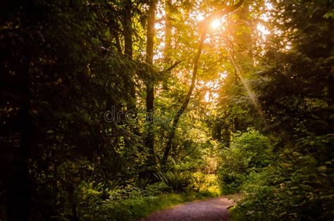 Sun Shining Through Trees On A Forest Path In Stanley Park Vancouver