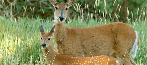 White Tailed Deer Can Get Coronavirus But Show Mild Symptoms The