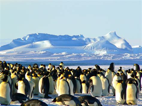 Fotos Gratis Naturaleza Desierto Nieve Frío Pájaro Animal