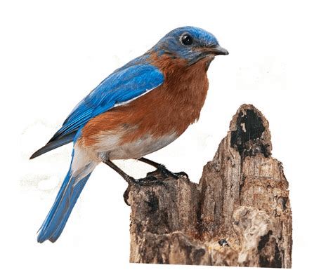 Finch Bird Png File Png All Png All