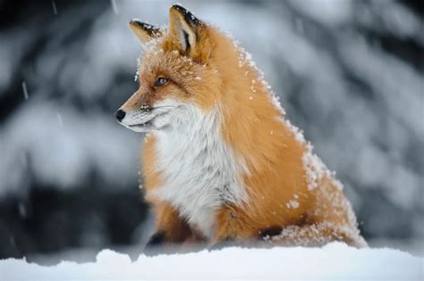 Red Fox In The Alaska Range Smithsonian Photo Contest Smithsonian