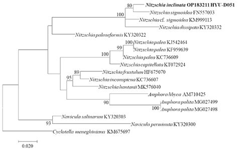 Rbcl Phylogenetic Tree By Maximum Likelihood Method Of Nitzschia