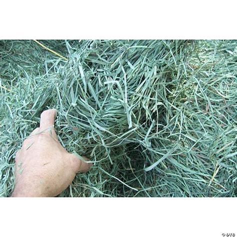 Standlee Hay Company Premium Orchard Grass Hand Selected Forage 25