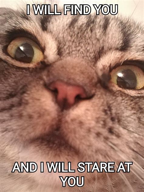 Cat Meme My Cat Lol Kinda Scary Cat Memes Cats Memes