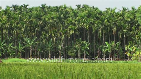 kerala land of coconut trees youtube