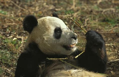 Giant Panda Ailuropoda Melanoleuca Adult Eating Bamboo Wolong